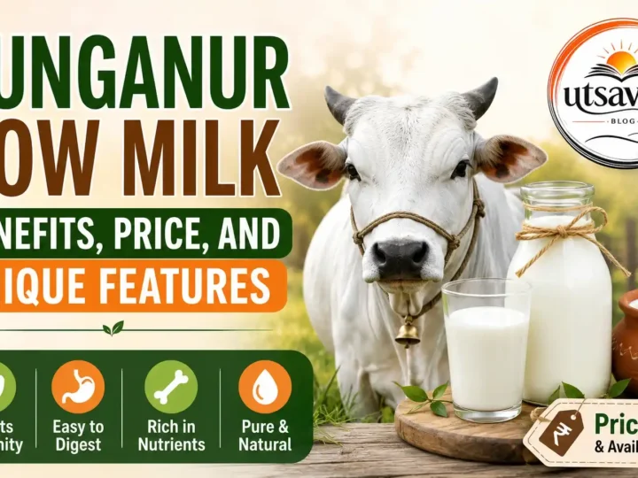 Punganur Cow Milk Benefits, Price, and Unique Features