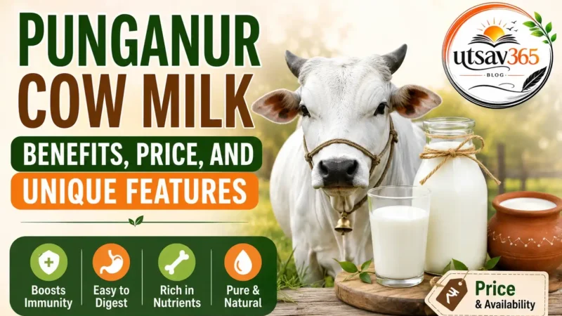 Punganur Cow Milk Benefits, Price, and Unique Features